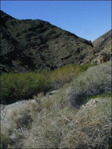 2005-03_panamint_15_surprise.jpg