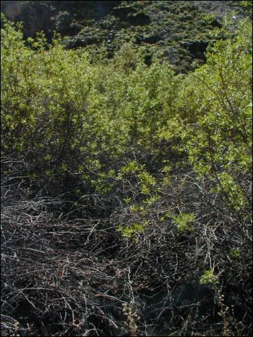 2005-03_panamint_16_surprise.jpg