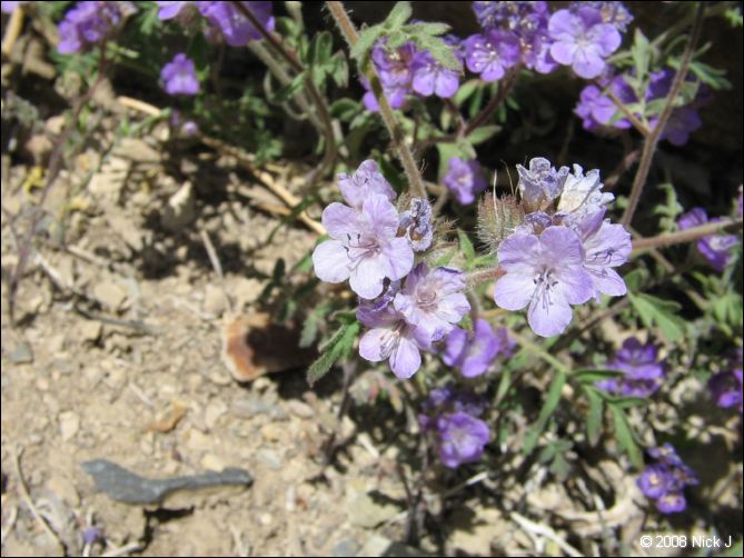 2008-04_inyo_saline_img_0018.jpg