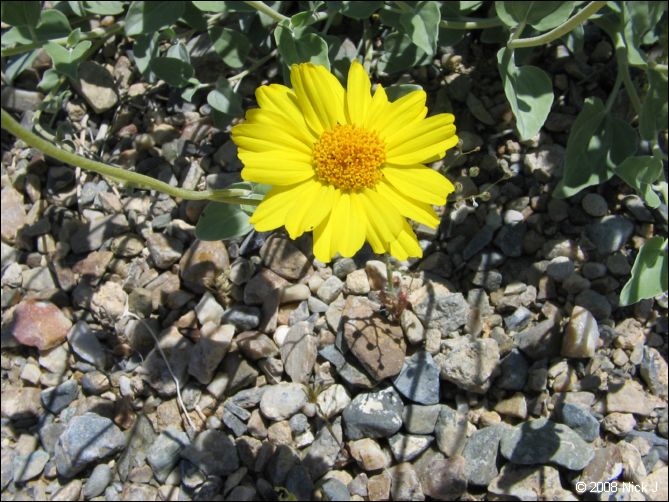 2008-04_inyo_saline_img_0028.jpg
