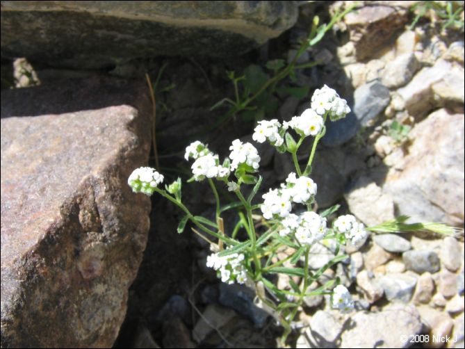 2008-04_inyo_saline_img_0029.jpg