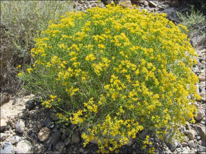 2008-04_inyo_saline_img_0036.jpg