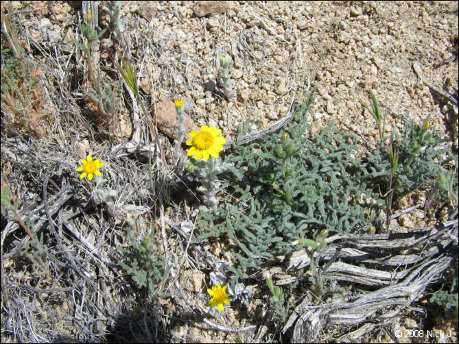 2008-04_inyo_saline_img_0102.jpg