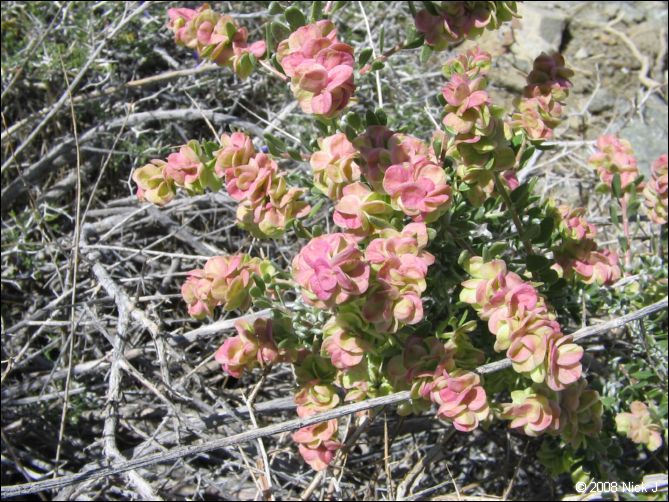2008-04_inyo_saline_img_0197.jpg