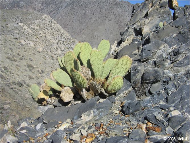 2008-04_inyo_saline_img_0234.jpg