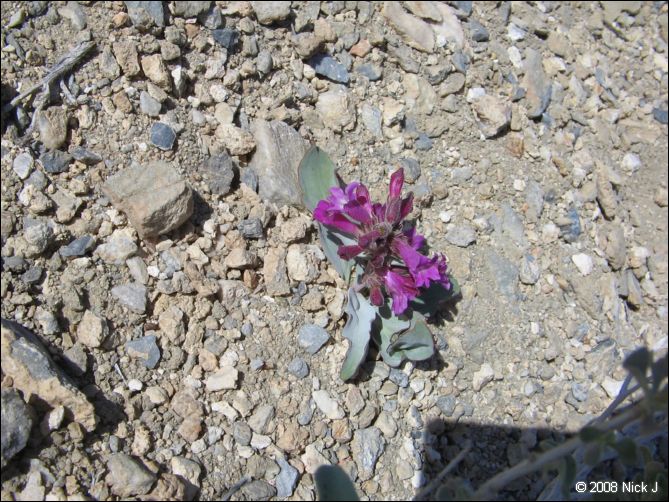 2008-04_inyo_saline_img_0242.jpg