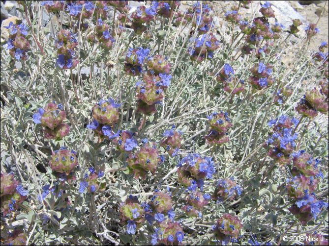 2008-04_inyo_saline_img_0244.jpg