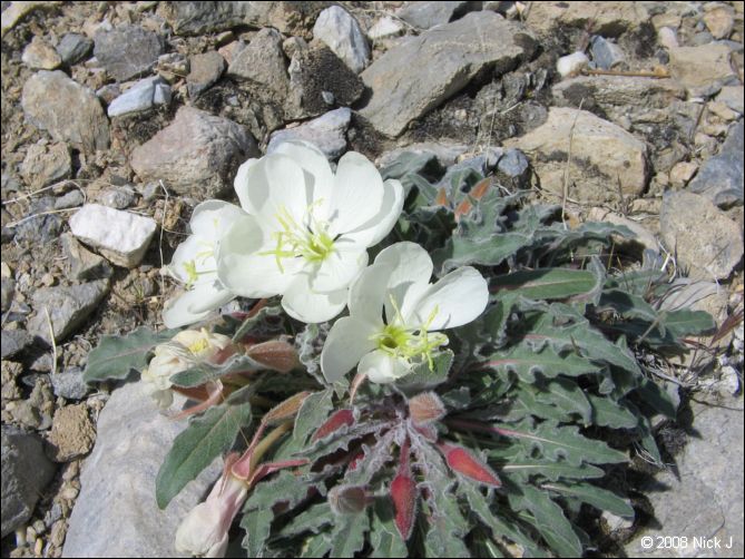 2008-04_inyo_saline_img_0246.jpg