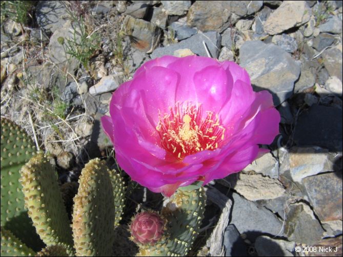 2008-04_inyo_saline_img_0249.jpg
