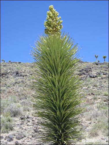 2008-04_inyo_saline_img_0366.jpg