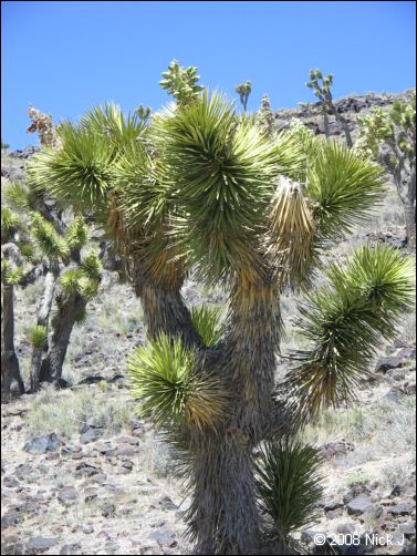 2008-04_inyo_saline_img_0367.jpg