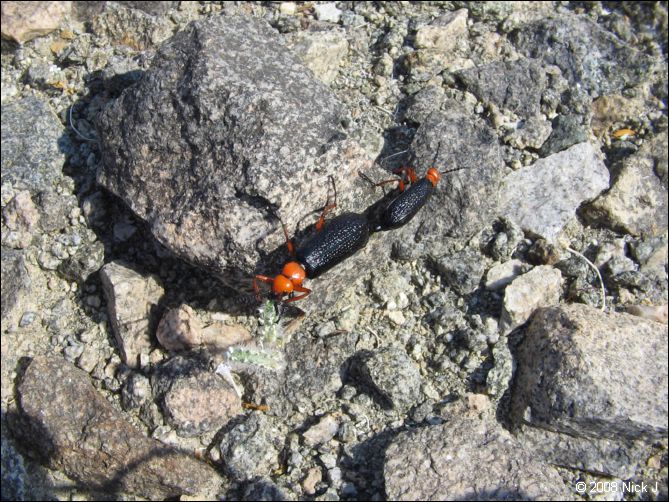 2008-04_inyo_saline_img_0042.jpg