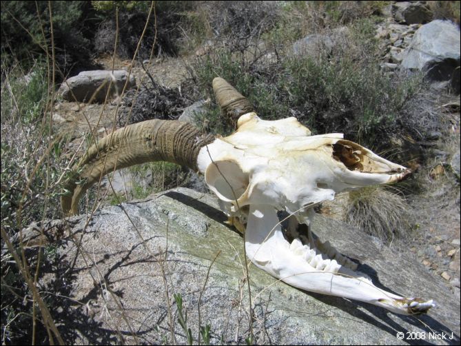 2008-04_inyo_saline_img_0200.jpg