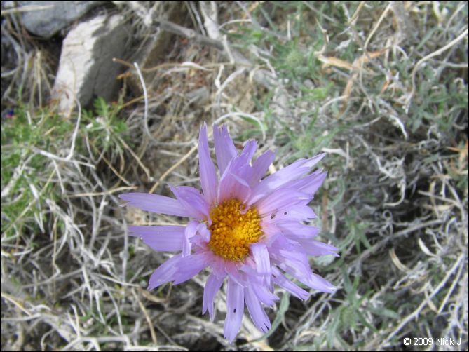 2009-04-inyo-lone-miner-nj-257.jpg