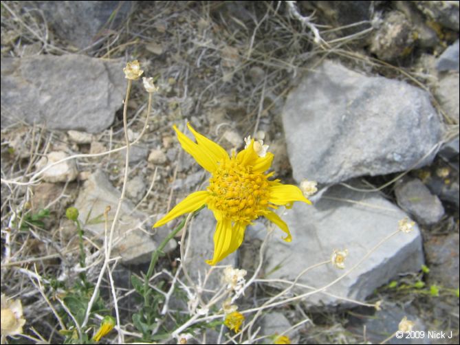 2009-04-inyo-lone-miner-nj-261.jpg