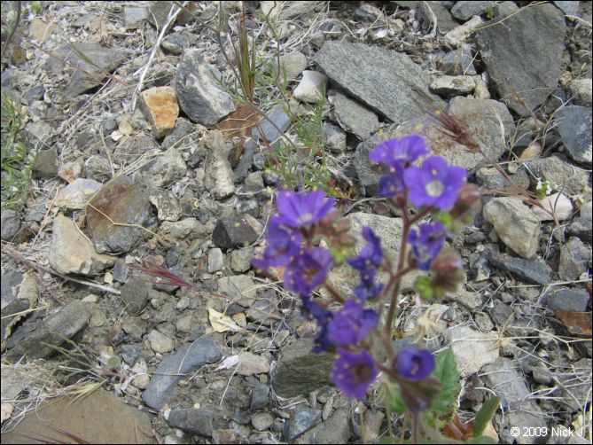 2009-04-inyo-lone-miner-nj-264.jpg