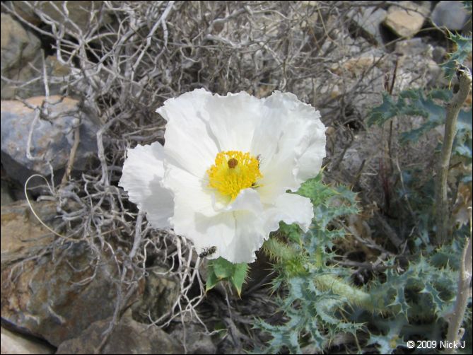 2009-04-inyo-lone-miner-nj-267.jpg