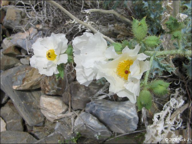 2009-04-inyo-lone-miner-nj-269.jpg