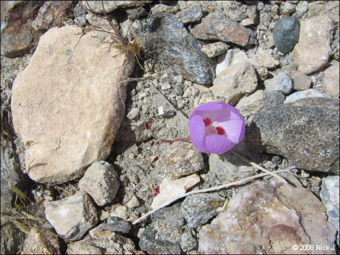 2009-04-inyo-lone-miner-nj-276.jpg
