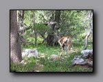 Click to enlarge 2009-07_jmt_evolution_134.jpg