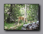 Click to enlarge 2009-07_jmt_evolution_137.jpg