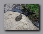 Click to enlarge 2009-07_jmt_evolution_171.jpg