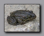Click to enlarge 2009-07_jmt_evolution_173.jpg