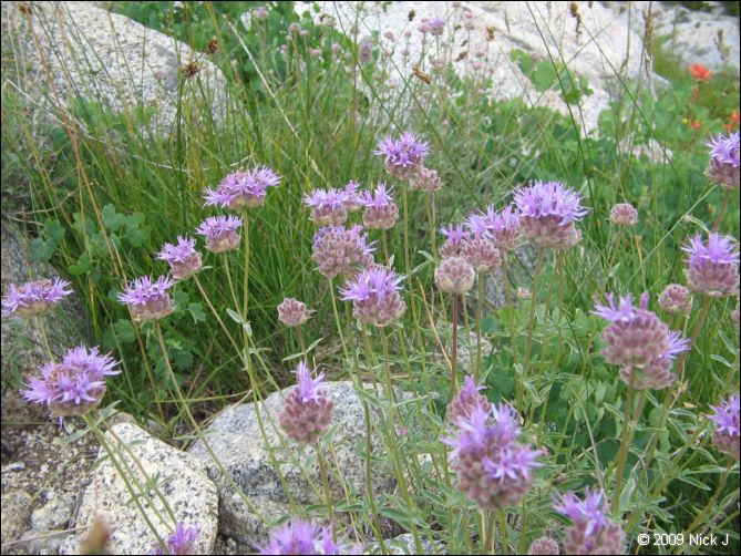 2009-07_jmt_evolution_043.jpg