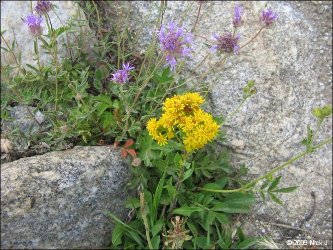 2009-07_jmt_evolution_055.jpg