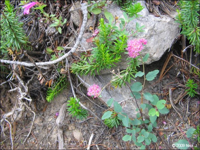 2009-07_jmt_evolution_186.jpg