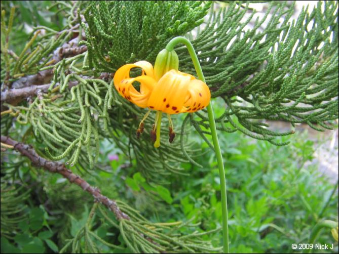 2009-07_jmt_evolution_331.jpg