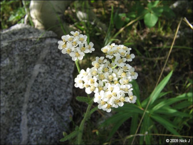 2009-07_jmt_evolution_343.jpg