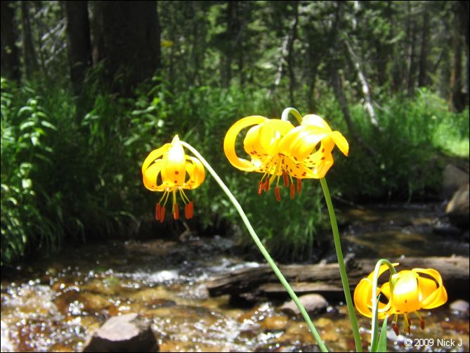 2009-07_jmt_evolution_353.jpg