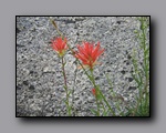 Click to enlarge 2009-07_jmt_evolution_042.jpg