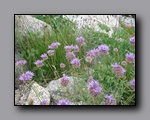 Click to enlarge 2009-07_jmt_evolution_043.jpg