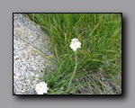 Click to enlarge 2009-07_jmt_evolution_044.jpg