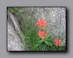 Click to enlarge 2009-07_jmt_evolution_047.jpg