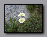 Click to enlarge 2009-07_jmt_evolution_050.jpg