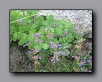 Click to enlarge 2009-07_jmt_evolution_052.jpg