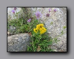 Click to enlarge 2009-07_jmt_evolution_055.jpg