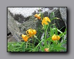 Click to enlarge 2009-07_jmt_evolution_065.jpg