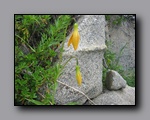 Click to enlarge 2009-07_jmt_evolution_067.jpg