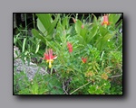 Click to enlarge 2009-07_jmt_evolution_069.jpg
