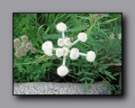 Click to enlarge 2009-07_jmt_evolution_070.jpg