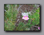 Click to enlarge 2009-07_jmt_evolution_074.jpg