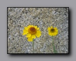 Click to enlarge 2009-07_jmt_evolution_079.jpg