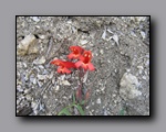 Click to enlarge 2009-07_jmt_evolution_084.jpg