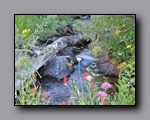 Click to enlarge 2009-07_jmt_evolution_108.jpg