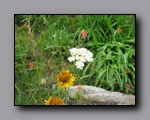 Click to enlarge 2009-07_jmt_evolution_154.jpg