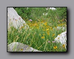 Click to enlarge 2009-07_jmt_evolution_157.jpg